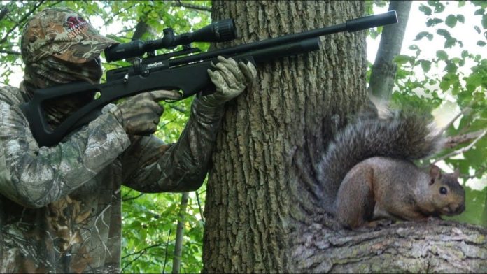 Air rifle for squirrels